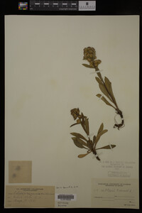 Solidago cutleri image