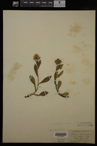 Solidago cutleri image