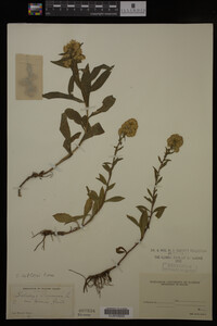 Solidago cutleri image