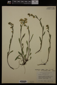 Solidago cutleri image