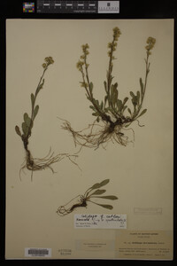Solidago cutleri image