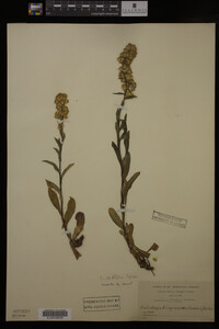 Solidago cutleri image