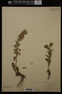 Solidago cutleri image