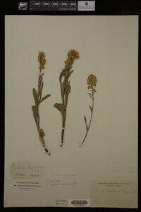 Solidago cutleri image