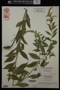 Image Associated With the Occurrence
