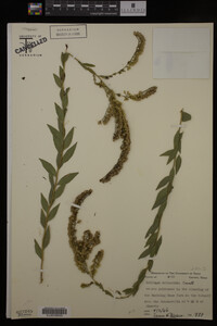 Image Associated With the Occurrence