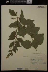 Solidago drummondii image