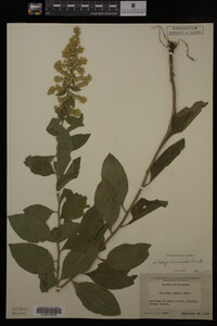 Solidago drummondii image