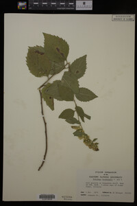 Solidago drummondii image