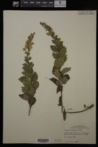 Solidago drummondii image