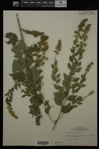 Solidago drummondii image