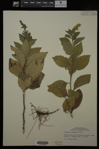 Solidago drummondii image