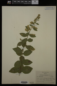 Solidago drummondii image
