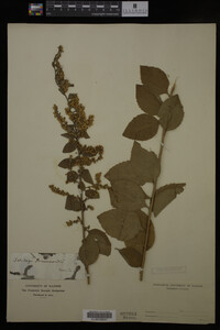 Solidago drummondii image