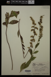 Solidago drummondii image
