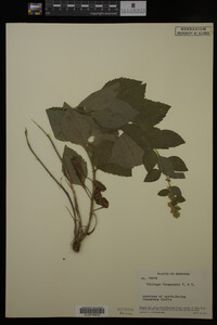 Solidago drummondii image