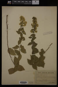 Solidago drummondii image