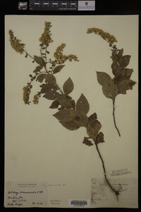 Solidago drummondii image