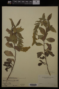 Solidago drummondii image