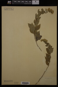 Solidago drummondii image