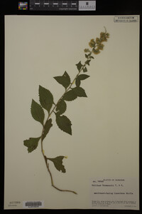 Solidago drummondii image