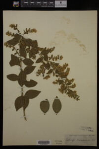 Media resource of Solidago drummondii