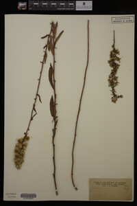 Solidago erecta image