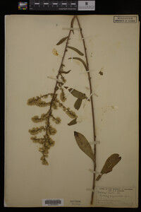 Solidago erecta image