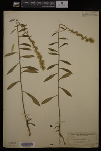 Solidago erecta image