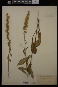 Solidago erecta image