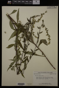 Solidago erecta image