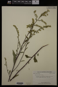 Solidago erecta image