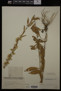 Solidago erecta image