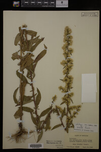 Solidago erecta image