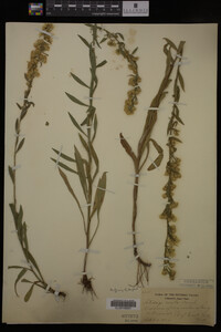 Solidago erecta image