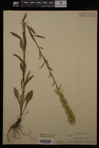 Solidago erecta image