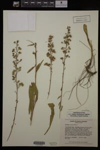 Solidago erecta image