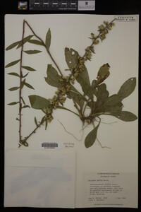 Media resource of Solidago erecta