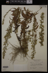 Solidago erecta image
