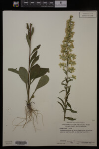 Solidago erecta image