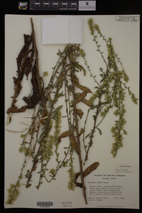 Solidago erecta image