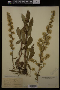 Solidago erecta image