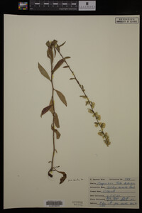 Solidago erecta image
