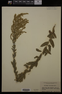 Solidago fistulosa image