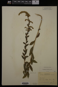 Solidago fistulosa image