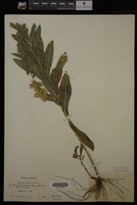 Solidago fistulosa image