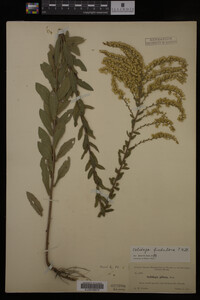 Solidago fistulosa image