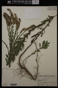 Solidago fistulosa image
