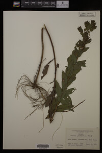 Solidago fistulosa image