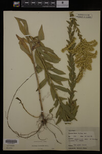 Solidago fistulosa image